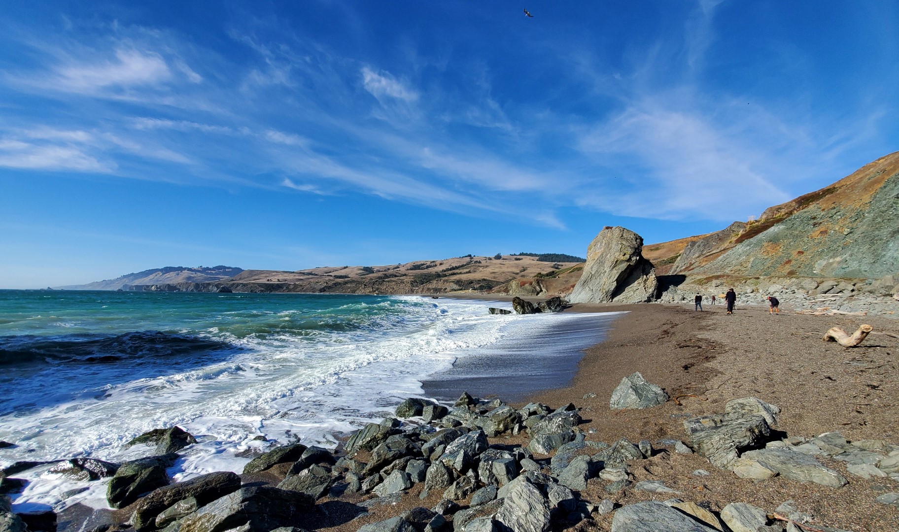 Discover Sonoma County's Marine Wildlife at Goat Rock Beach