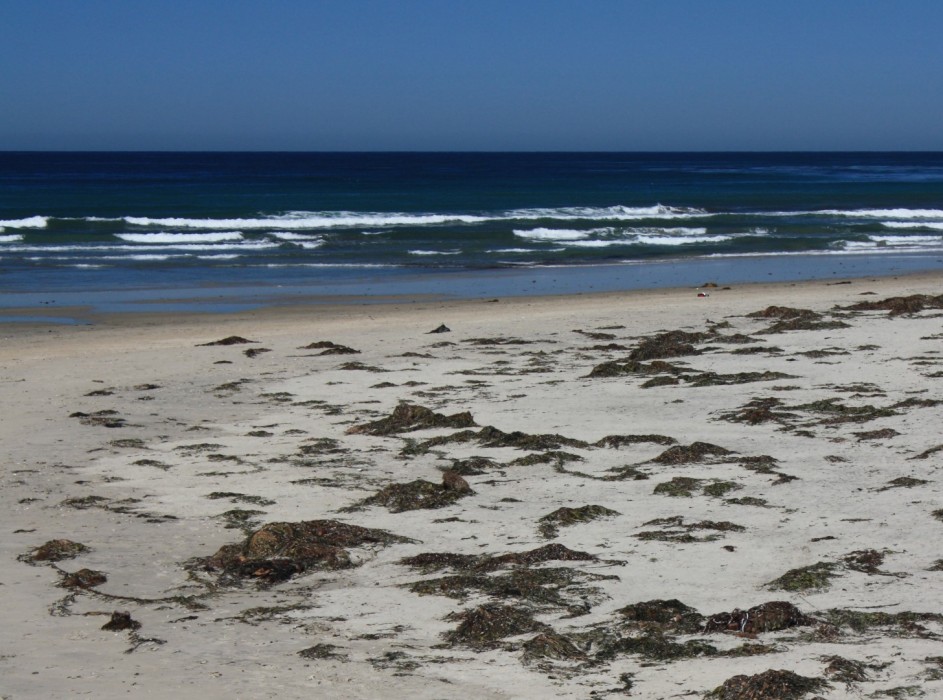 Del Mar Dog Beach – North Beach, Del Mar, CA - California Beaches