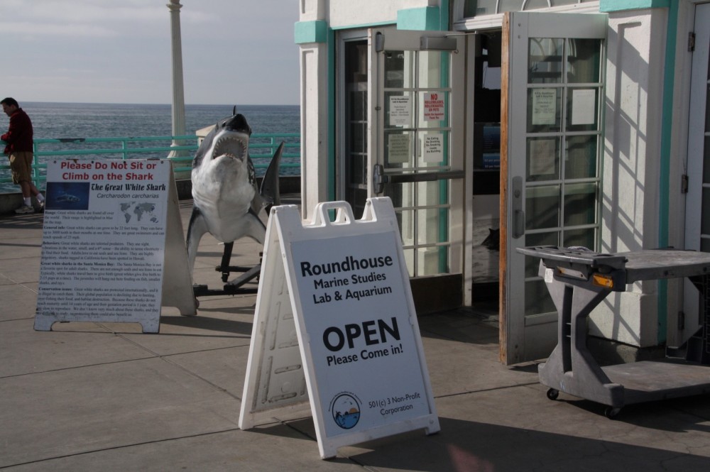 does manhattan beach allow dogs