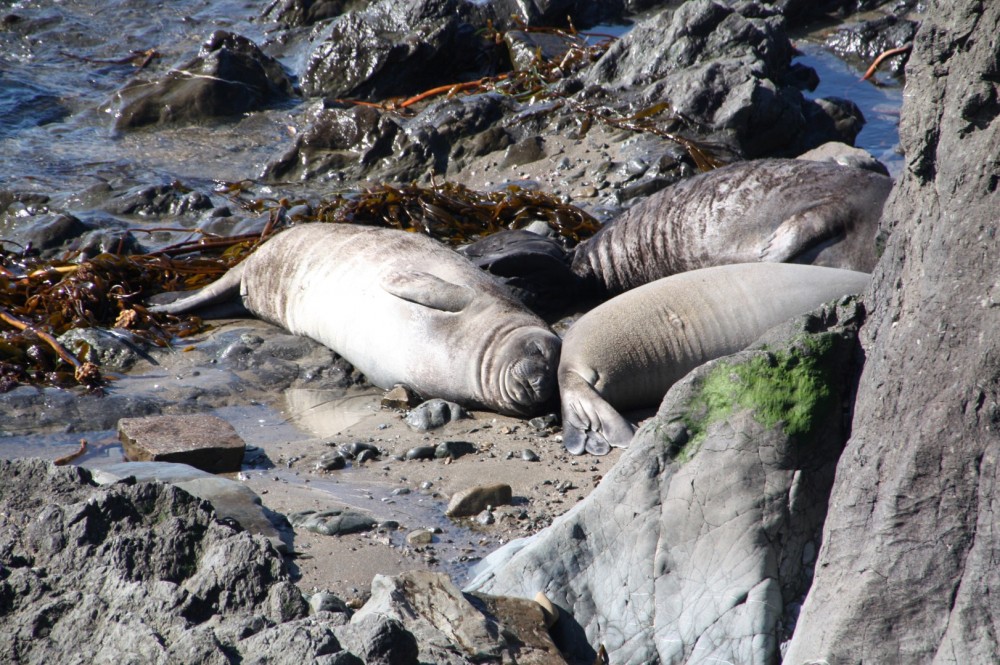 Piedras Blancas Elephant Seal Rookery in San Simeon, CA - California