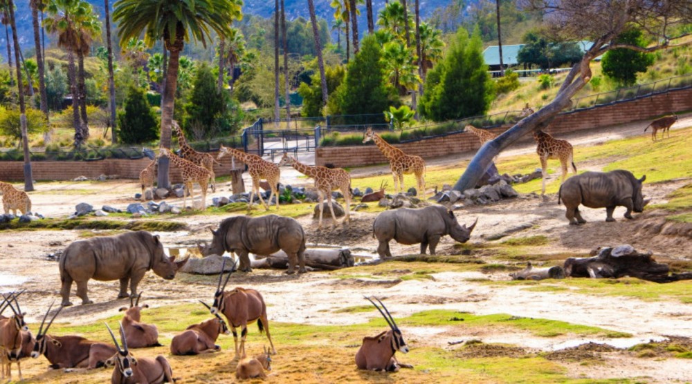animal safari in california