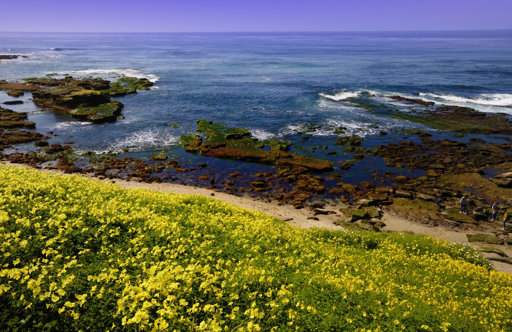 la-jolla-tide-pools-california-beaches