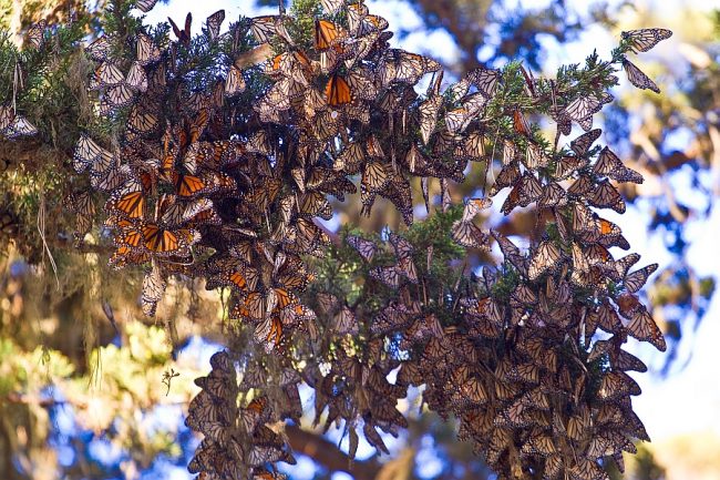 The Gorgeous Monarch Butterfly Groves In California 