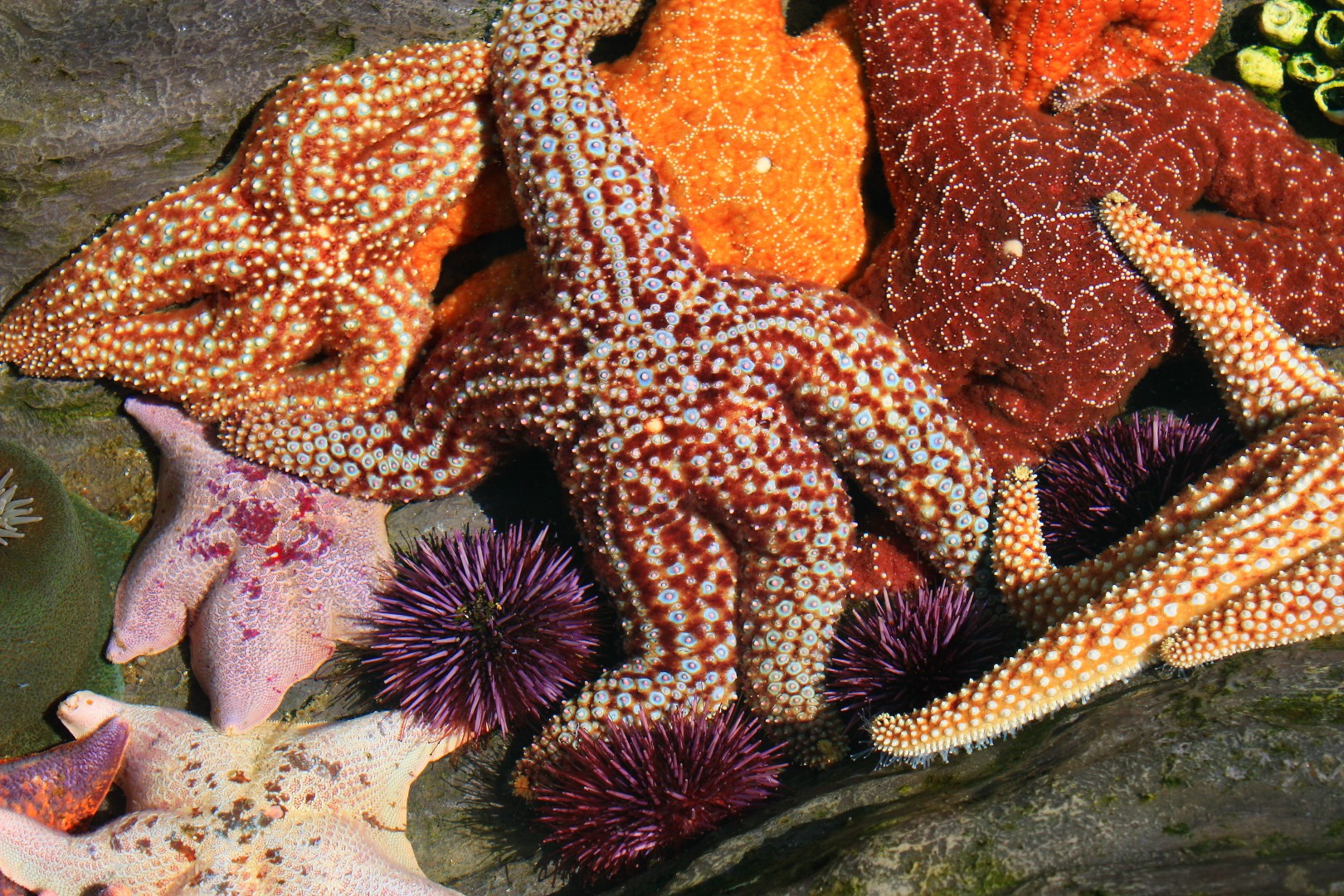 tide-pool-zones-and-species-of-california-california-beaches